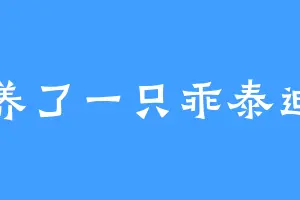 养了一只乖泰迪