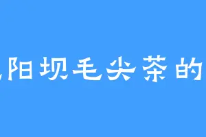 爱吃阳坝毛尖茶的武辛
